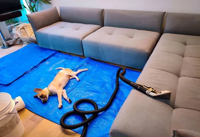 A sectional sofa being cleaned at a customer's home, dust sheet down
